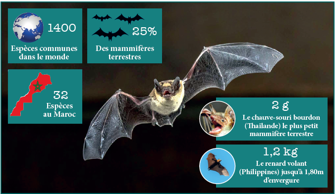 Nuit internationale : Les chauves-souris, maîtresses du règne de la nuit Nuit internationale : Les chauves-souris, maîtresses du règne de la nuit