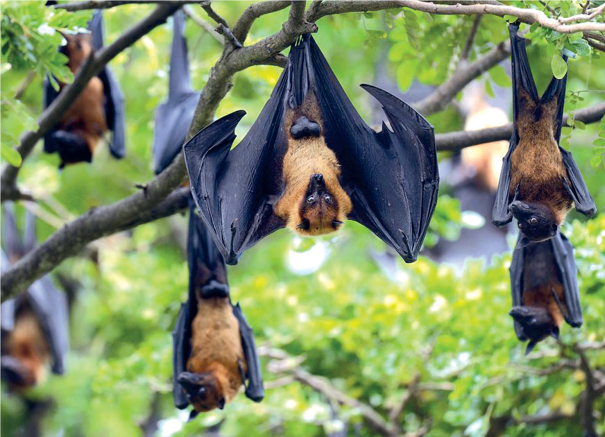 Nuit internationale : Les chauves-souris, maîtresses du règne de la nuit Nuit internationale : Les chauves-souris, maîtresses du règne de la nuit