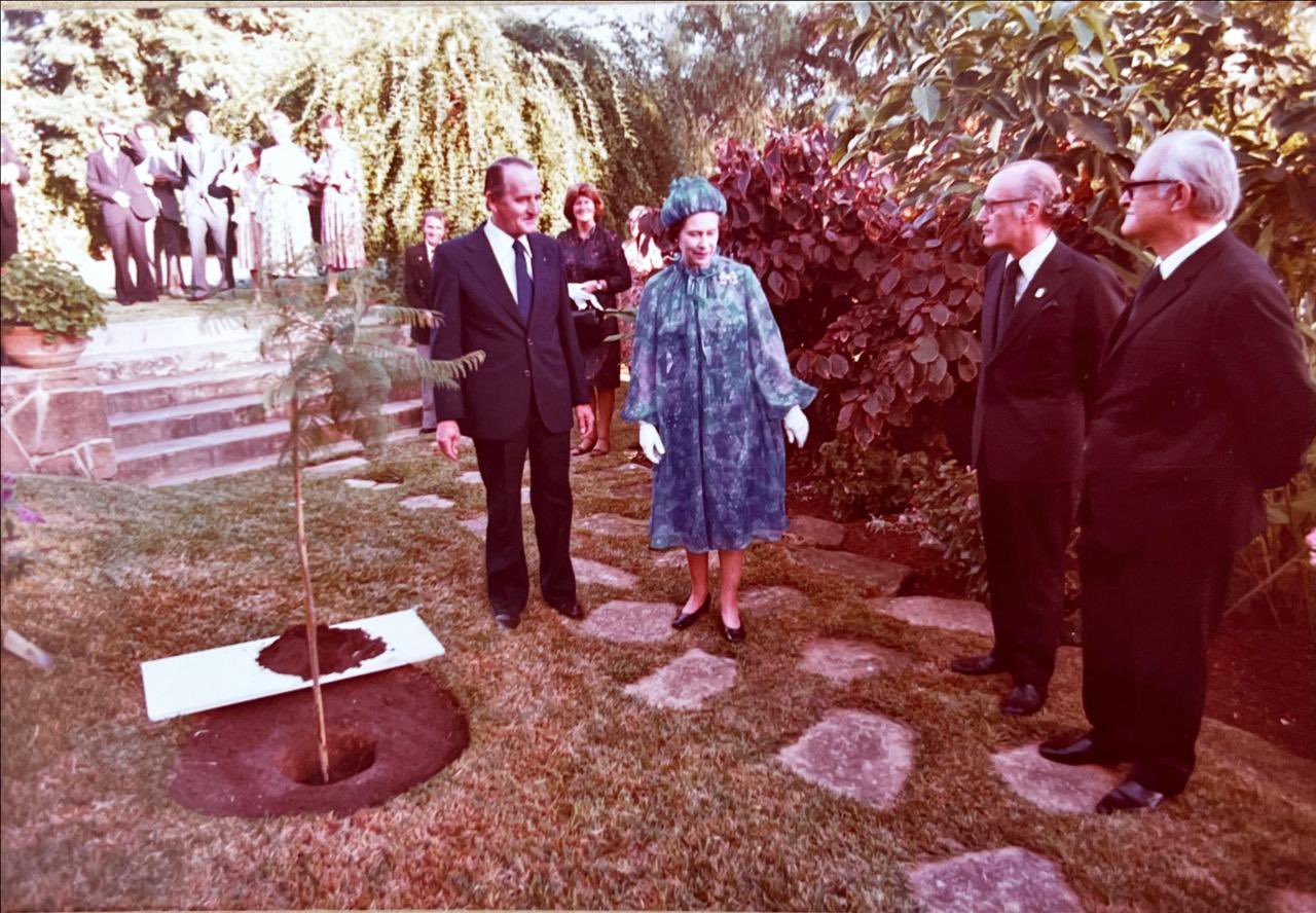 le jacaranda planté par la Queen en 1980. Photo: DR