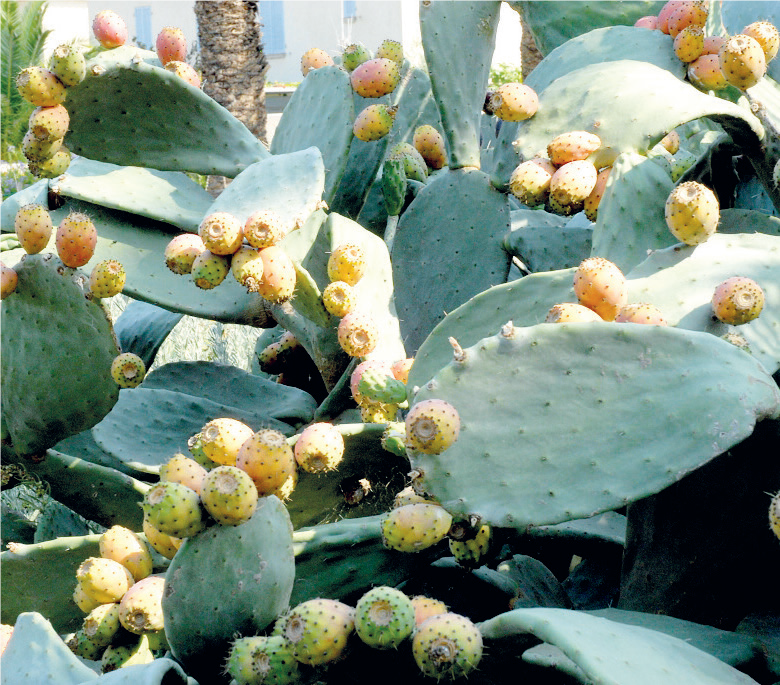 Introduction de variétés résistantes à la cochenille : Serait-ce la fin de la longue traversée du désert du cactus marocain ?