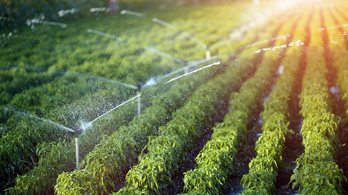 Cultures «hydrivores» : L’Etat ferme le robinet des subventions
