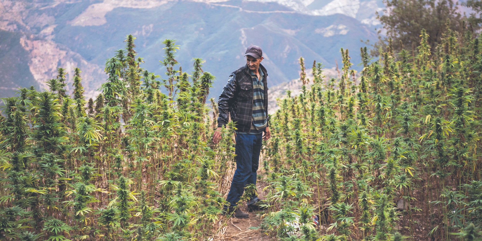 Cannabis : L'ANRAC délivre 10 autorisations d’exercice des activités de transformation et de fabrication