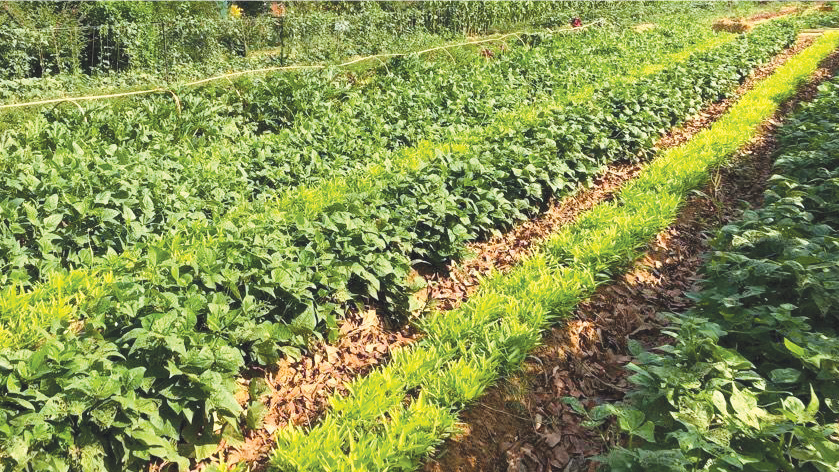 Premier rapport de ID3 du Groupe Diana Holding : Réussir la transition agricole au Maroc à travers l’innovation Premier rapport de ID3 du Groupe Diana Holding : Réussir la transition agricole au Maroc à travers l’innovation