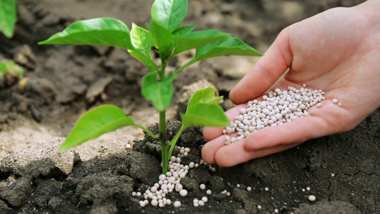OCP : Le Groupe consacre 4 millions de tonnes d’engrais au renforcement de la sécurité alimentaire en Afrique OCP : Le Groupe consacre 4 millions de tonnes d’engrais au renforcement de la sécurité alimentaire en Afrique