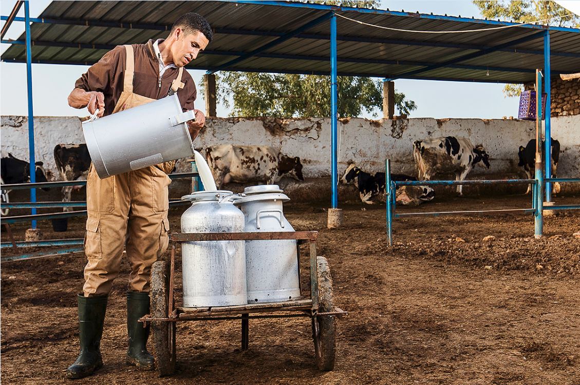 Pénurie du lait: Une batterie de mesures en faveur des producteurs et éleveurs