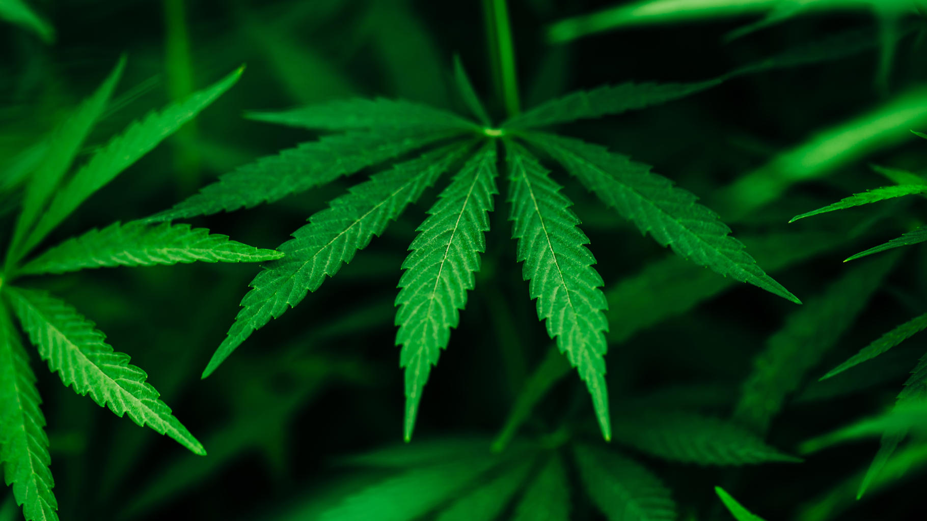 Lancement de la 3ème phase de "Kif Takwine" sur les usages médicinaux et thérapeutiques du cannabis