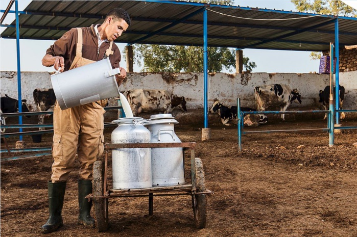 Pénurie de lait : Les éleveurs lancent un appel à l’aide