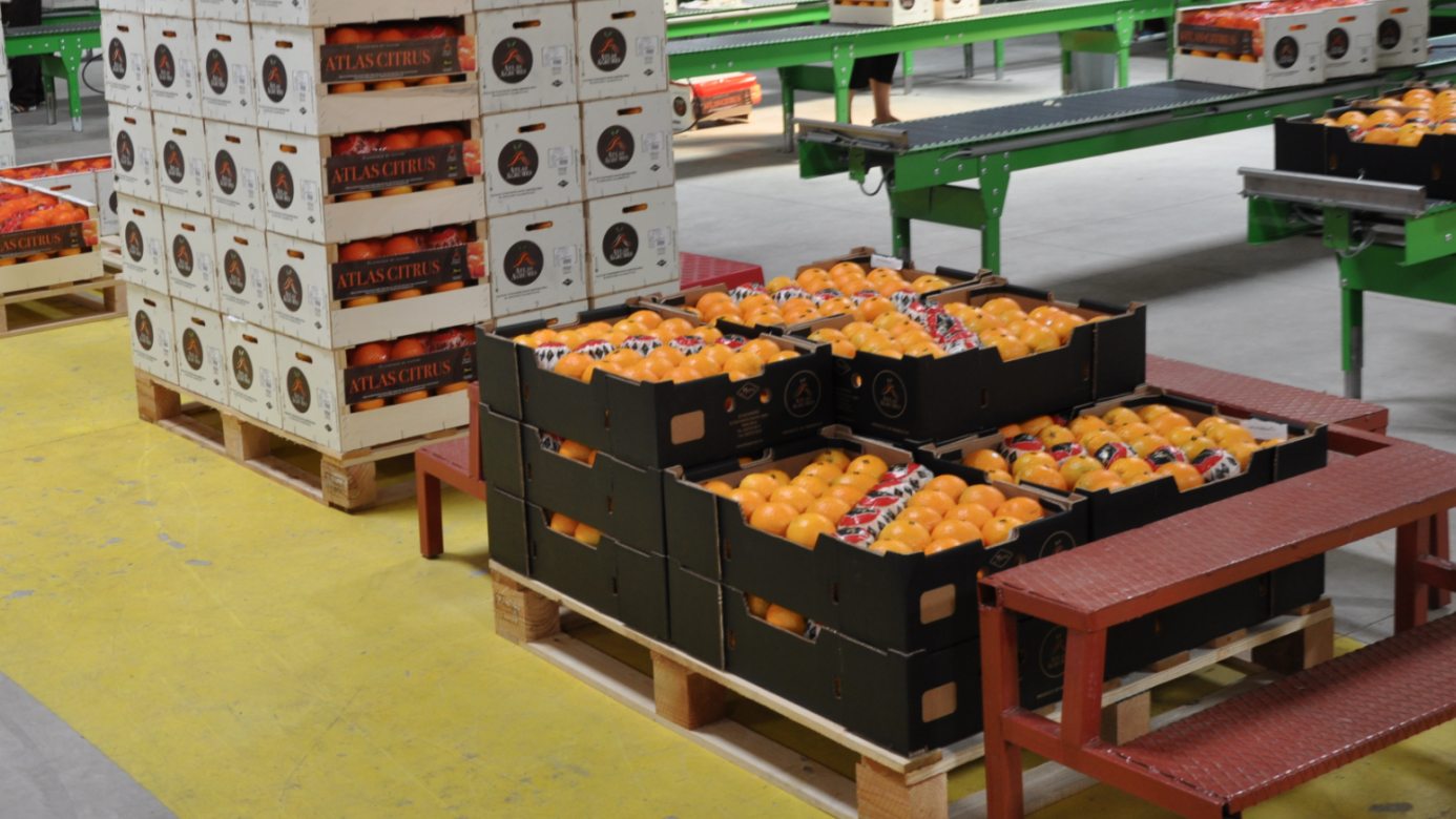 United States Department of Agriculture (USDA) : Montée constante des exportations de fruits du Maroc
