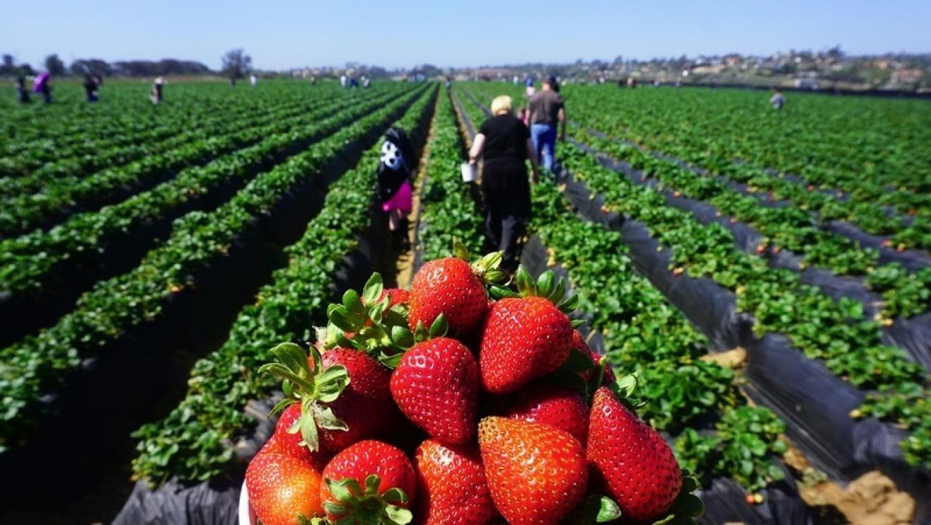 Un rapport américain met en avant le potentiel du secteur fruitier au Maroc