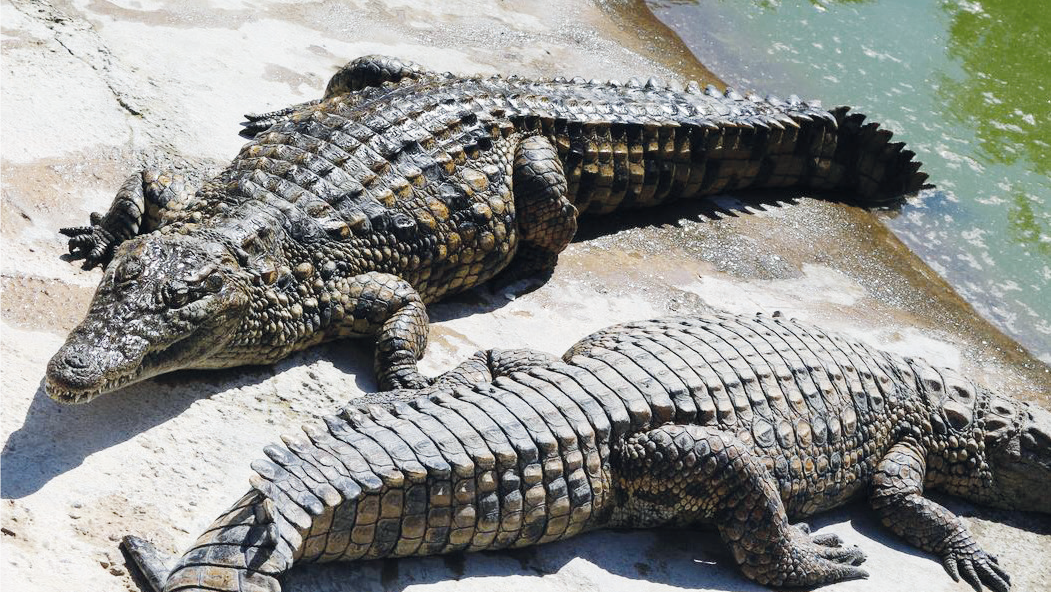 Biodiversité : Bientôt le retour des crocodiles marocains dans la Nature ?