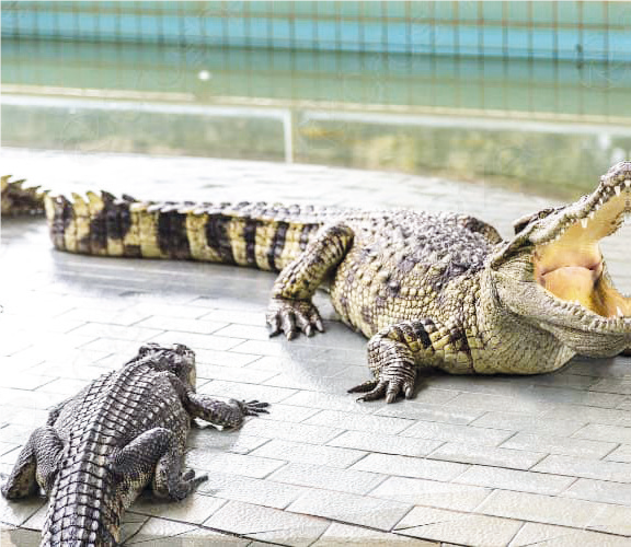 Biodiversité : Bientôt le retour des crocodiles marocains dans la Nature ?