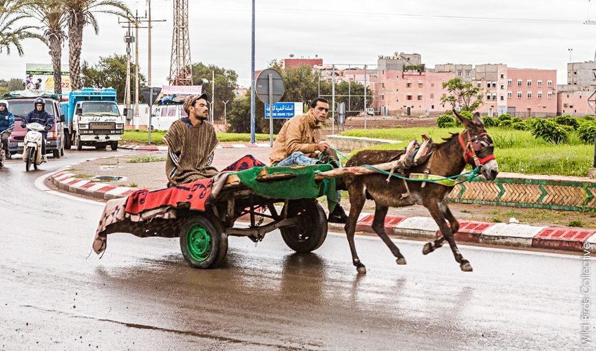Casablanca / Modernisation : Haro sur les charrettes à traction animale !