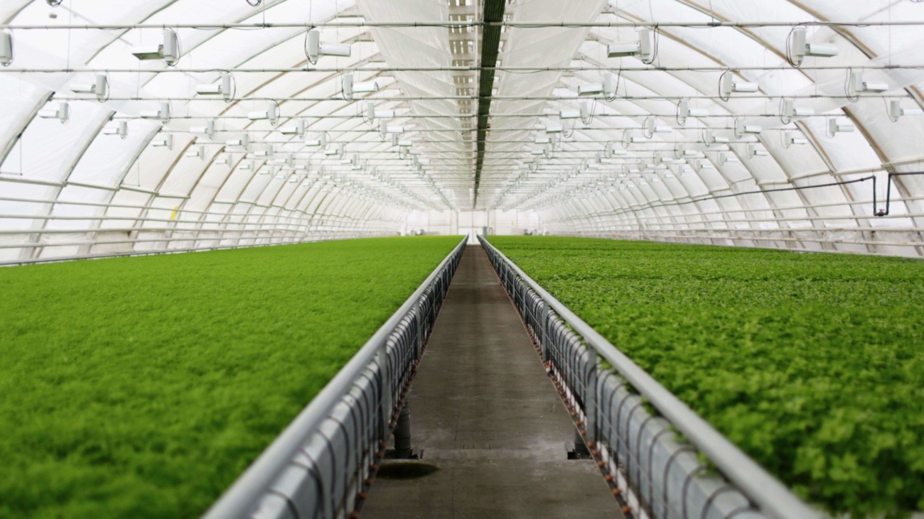 Pays Bas/Agriculture : Des produits du Maroc pour compenser l’offre insuffisante ?