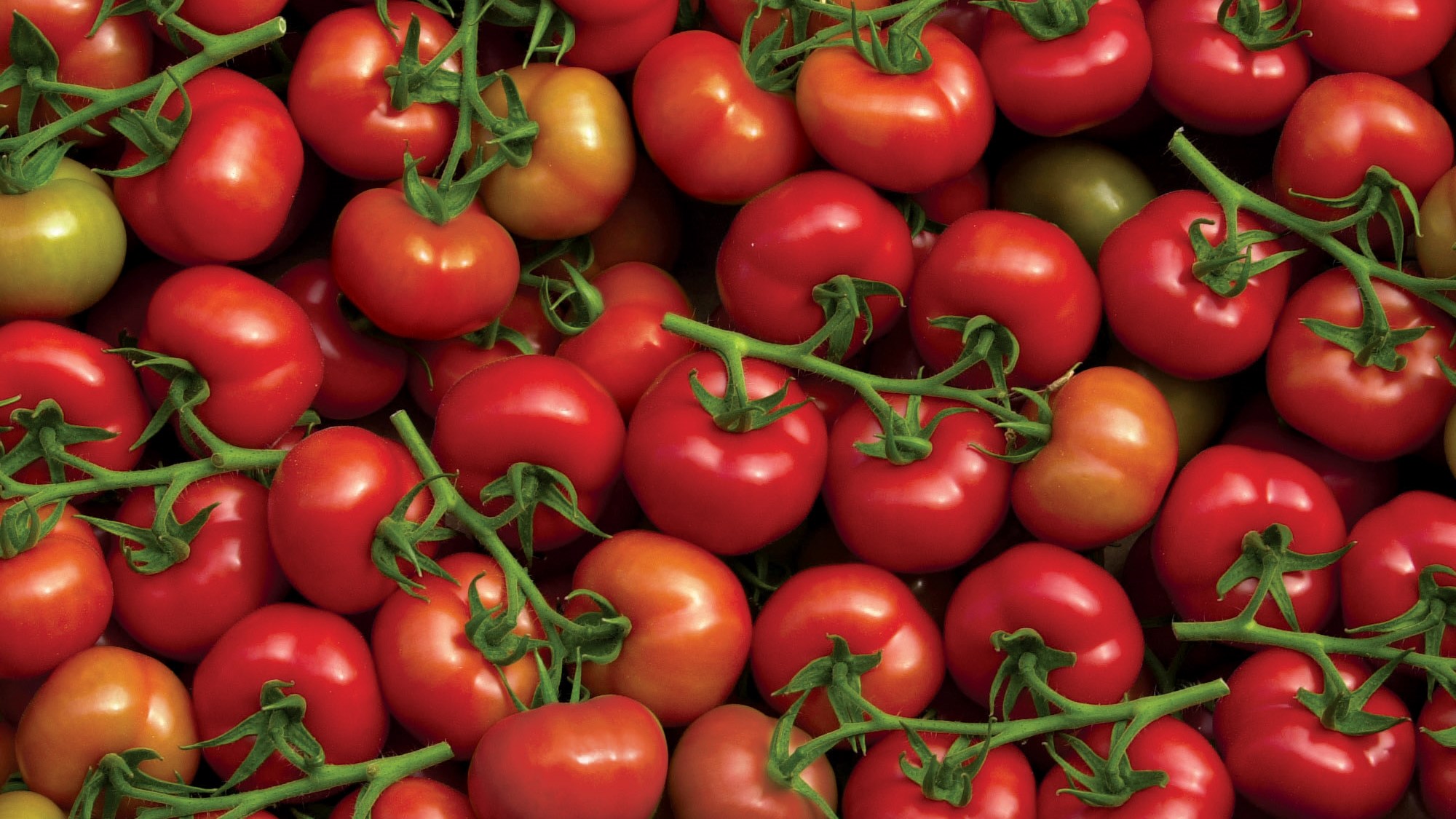 Exportations de tomates vers l'UE: Le Royaume en passe de détrôner l’Espagne