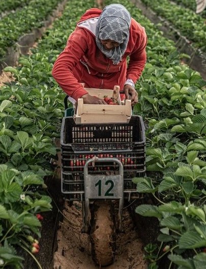 Espagne-Emploi : Les saisonnières marocaines déjà sur place à Huelva pour les récoltes