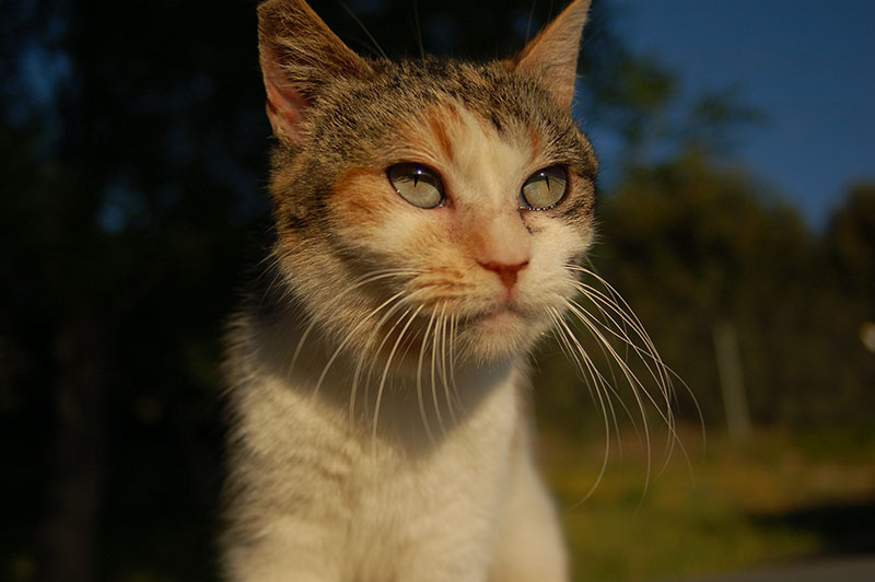 Photo: droits réservés. Photo: droits réservés.