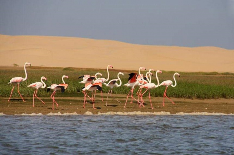Tarfaya / Lagune de Naïla : Plaidoyer pour la conservation de la biodiversité