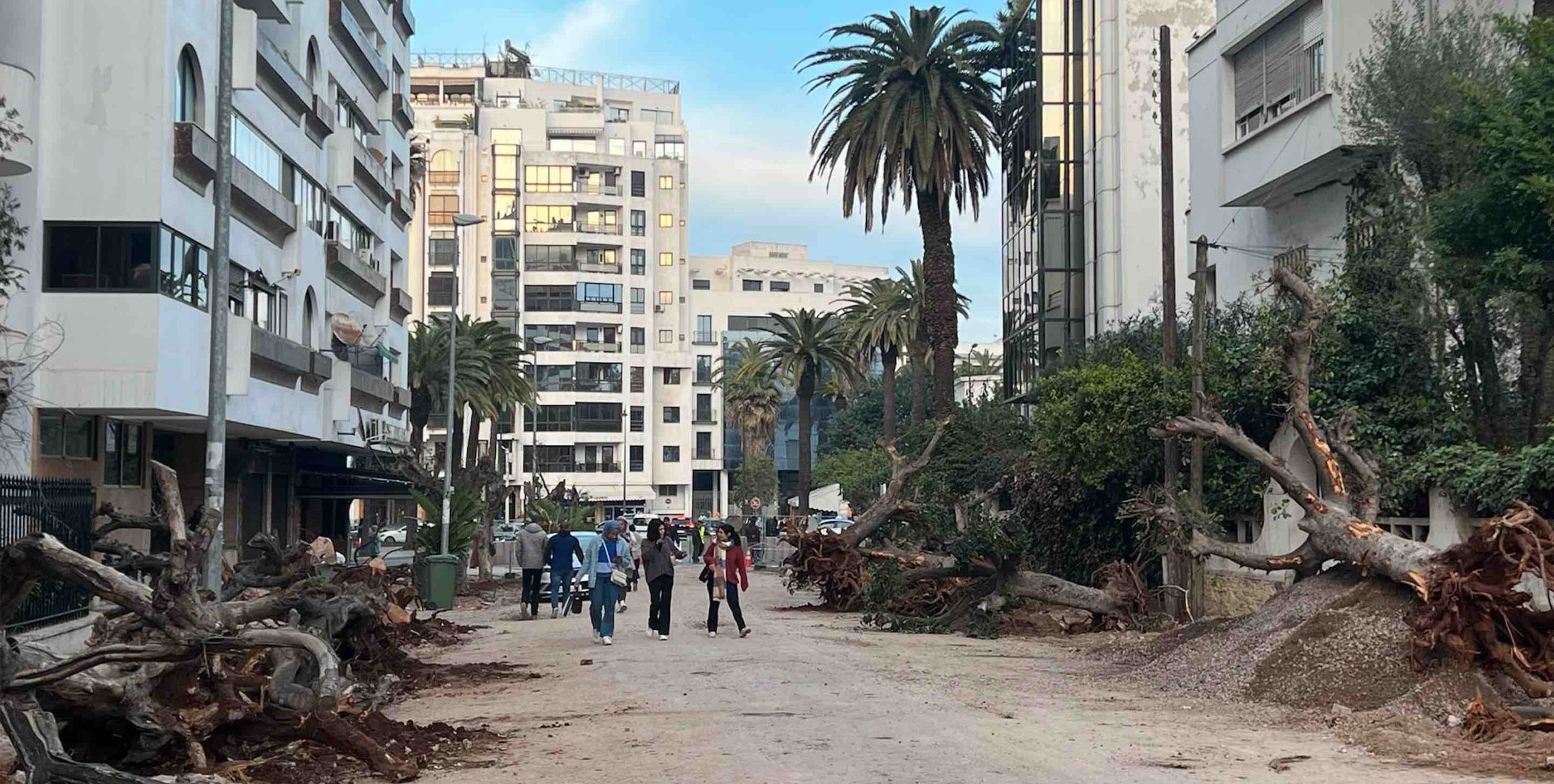 Conseil-Sidi Belyout : L’abattage d’arbres suscite une vive polémique