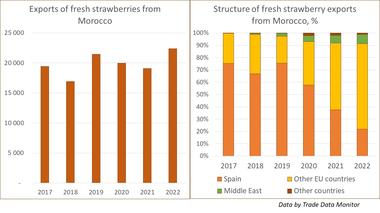Agriculture : Les fraises marocaines réussissent bien à l’export