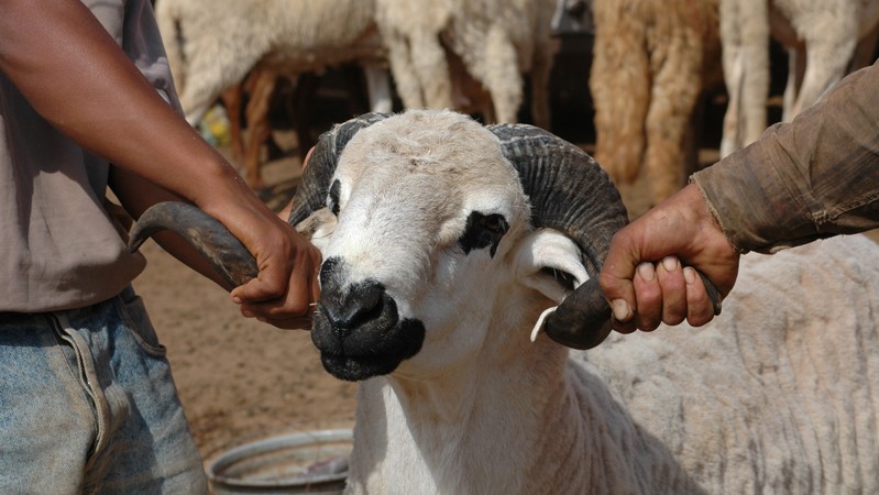 Aid Al Adha : Importation de cheptel pour stabiliser le marché