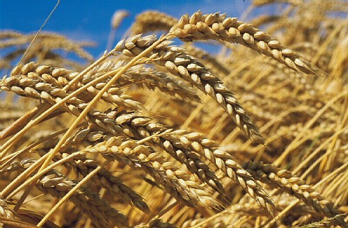 Sécurité alimentaire : Comment le Royaume gère-t-il ses importations de blé ?