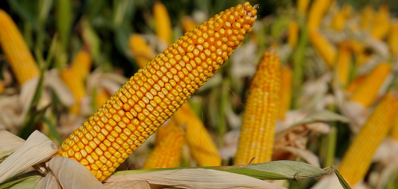 Maroc-USA : Baisse de 8% des prévisions d'importations de maïs américain