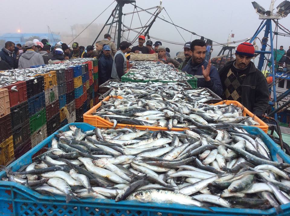  Pêche : Hausse de 2% des débarquements à fin février (ONP)