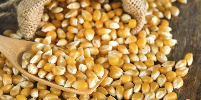 Prévisions en baisse des importations de maïs