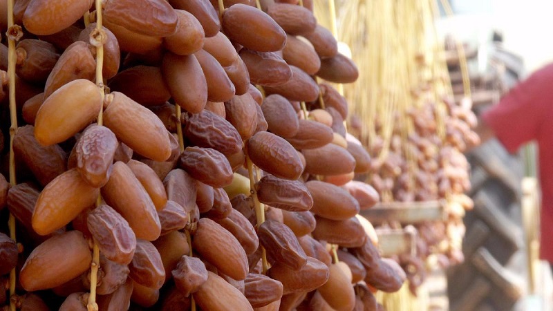 Polémique autour des dattes algériennes : La Fédération des droits du consommateur réagit Polémique autour des dattes algériennes : La Fédération des droits du consommateur réagit