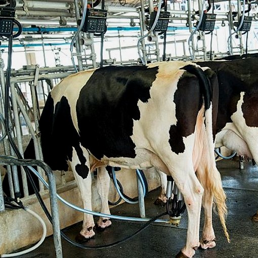 Ramadan : Les prix du lait résistent à la hausse [INTÉGRAL] 