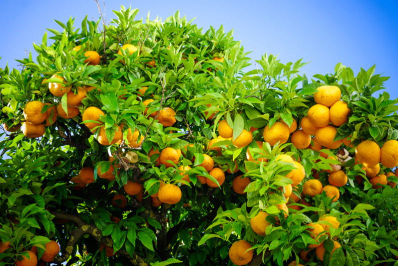 Béni Mellal-Khénifra : Production attendue de 290.000 tonnes d’agrumes