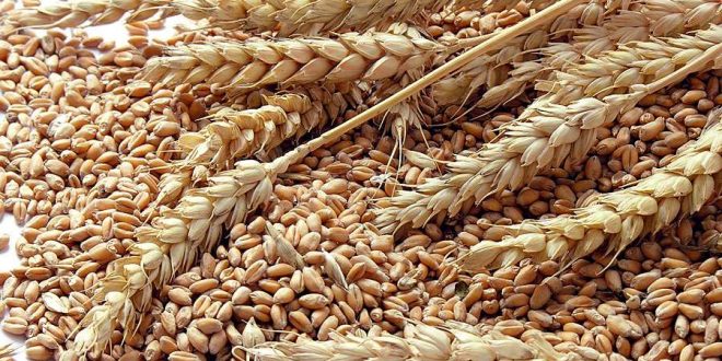 Le Maroc augmente ses importations de blé au mois de mars, la France en tête des fournisseurs  