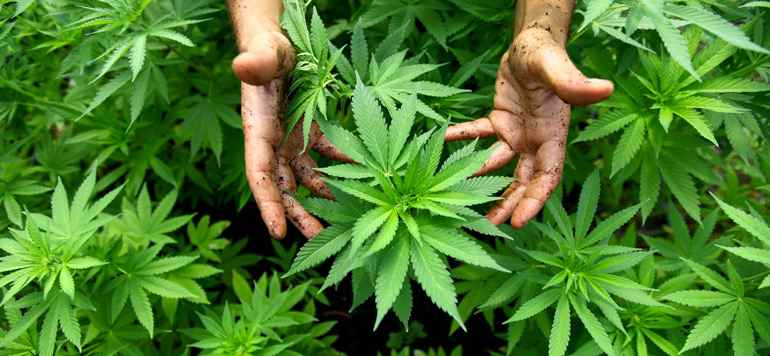 Cannabis licite : Retard à l’allumage d’une filière en phase d’éclosion