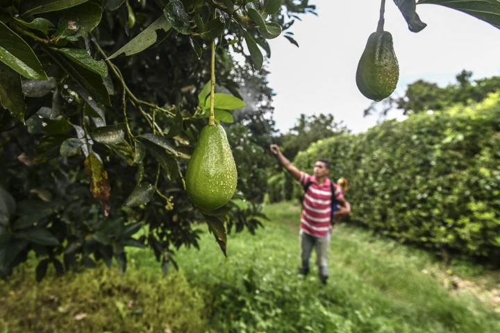 Culture de l’avocatier : une filière en pleine croissance