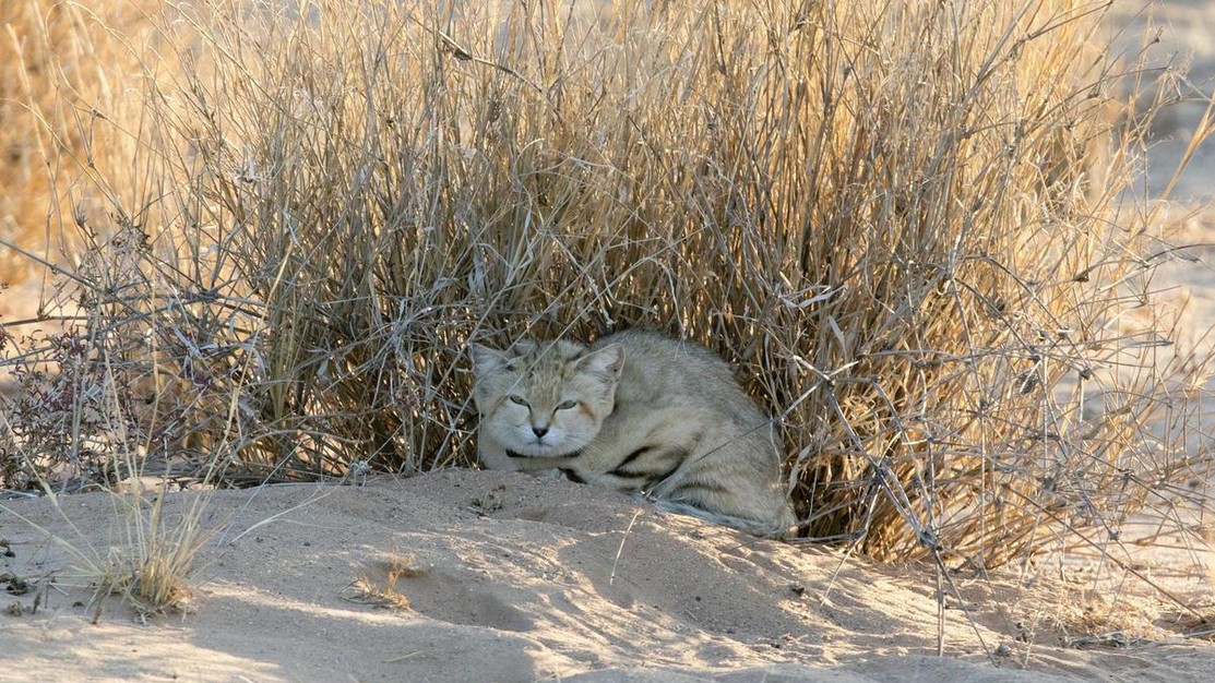 Le chat des sables : Une espèce « quasi-menacée » requérant plus d'étude