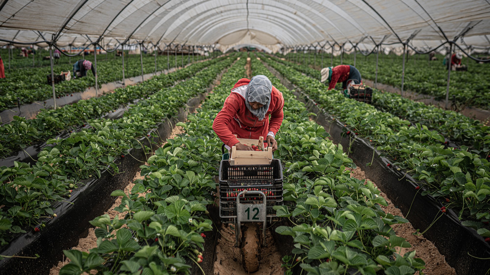 Moroccan Seasonal Workers In Segovias Strawberry Fields Recruitment 