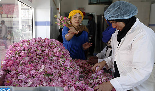 Kelâat M'Gouna: 50.000 visiteurs attendus au Salon de la rose à parfum Kelâat M'Gouna: 50.000 visiteurs attendus au Salon de la rose à parfum
