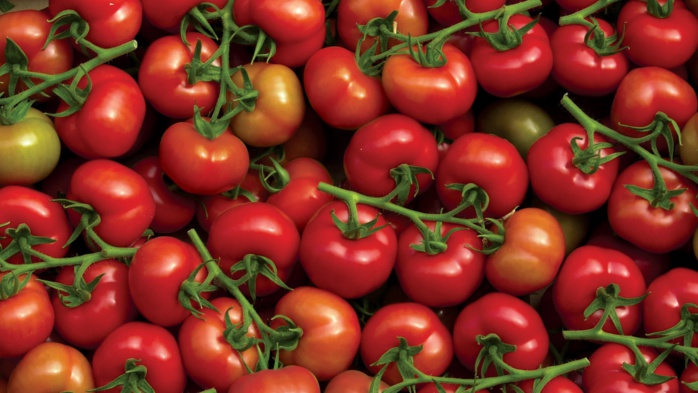 Export -Tomates : Le Maroc sur le podium du top 5 mondial