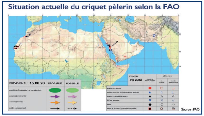 Zones oasiennes du Drâa : Les essaims de criquets envahissent la région ! [INTÉGRAL]