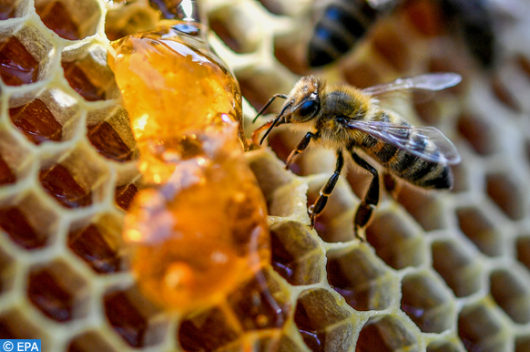 Taounate / INDH : 300.000 dhs octroyés à la production de la cire d'abeille