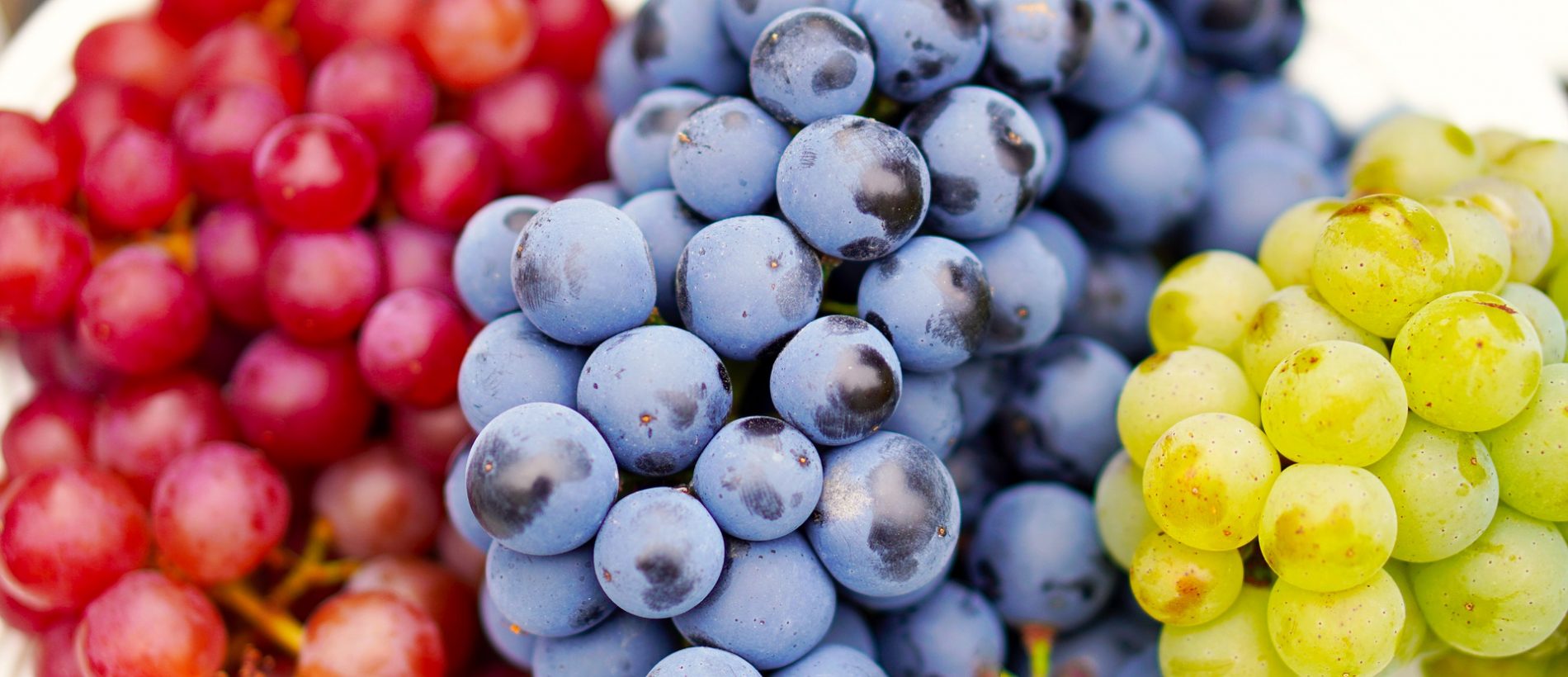 Agriculture : Les défis climatiques menacent la saison des raisins au Maroc