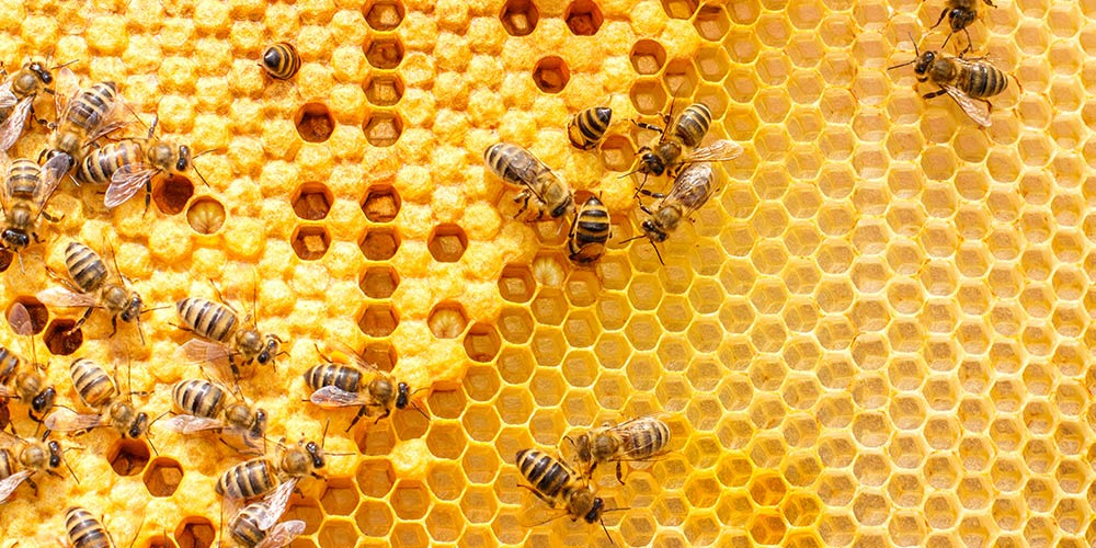 Journée mondiale des abeilles : Le secteur apicole marocain face au défi de la compétitivité [INTÉGRAL]