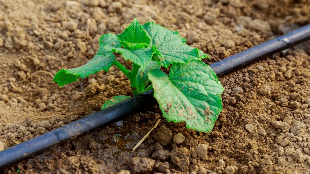 “Irrigation climato-intelligente : un enjeu pour l’agriculture 4.0”