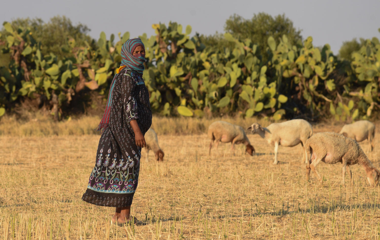 Insécurité alimentaire : Plus de 3 millions de personnes sous la menace en Tunisie