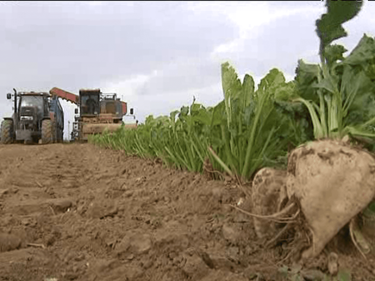 Doukkala-Abda : Lancement de la campagne d’arrachage de la betterave sur près de 11.500 ha