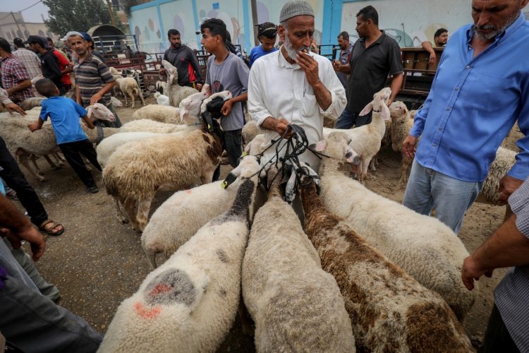 Aïd Al-Adha : l'offre s'élève à 5,4 millions de têtes d'ovins et de caprins 