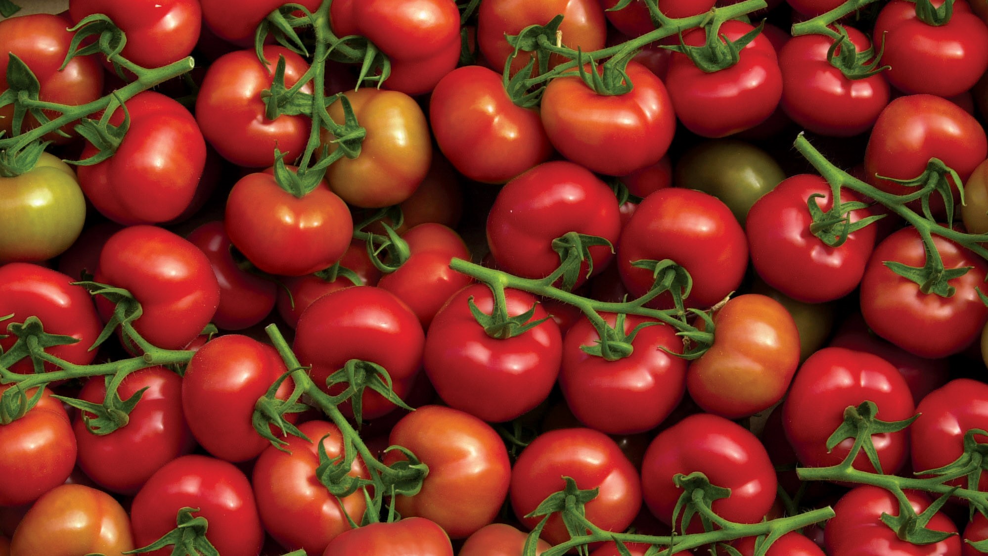 Agriculture : Les Allemands prennent goût à la tomate marocaine