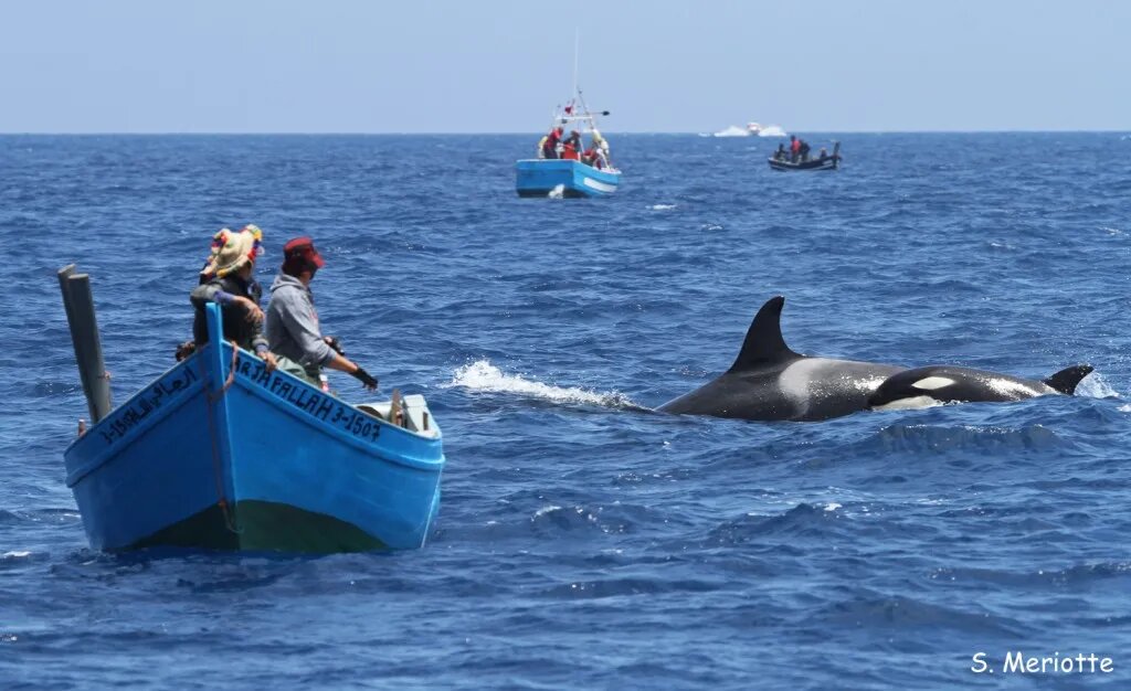 Attaques d’orques : Les dessous d’une supposée invasion du littoral marocain [INTÉGRAL]