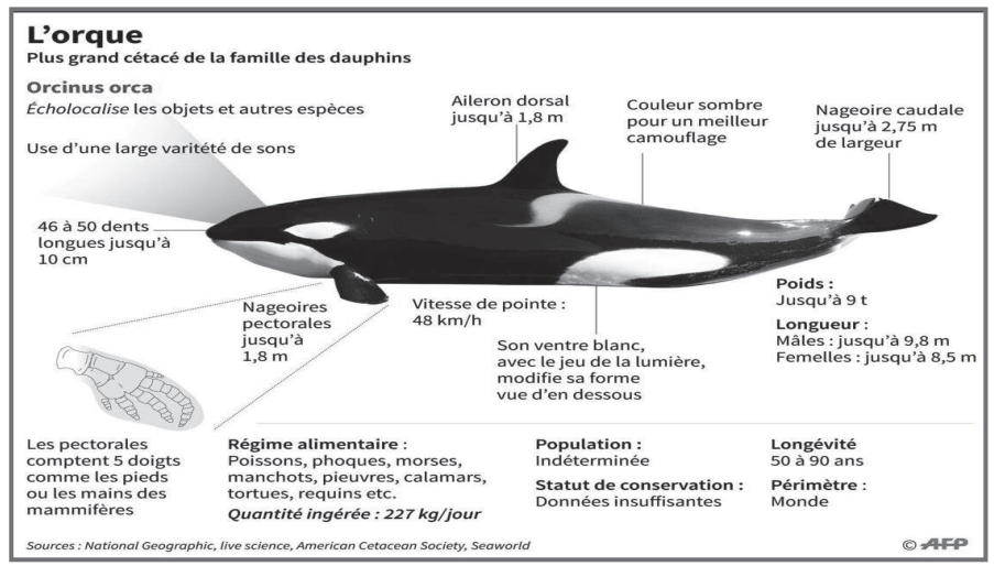 Attaques d’orques : Les dessous d’une supposée invasion du littoral marocain [INTÉGRAL]
