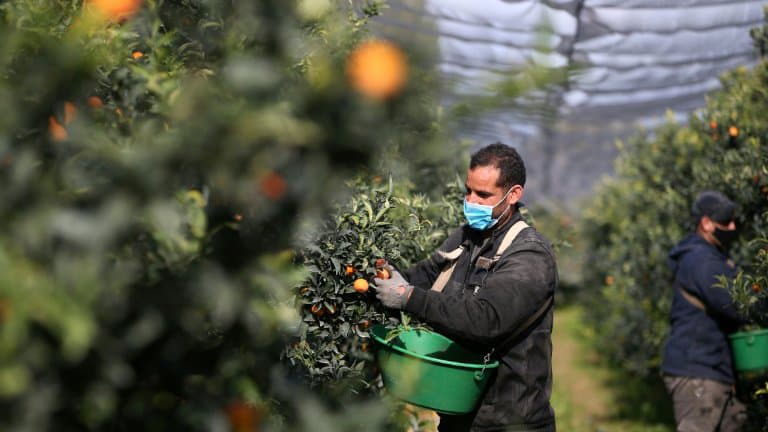 Récoltes estivales : La France se tourne vers les saisonniers marocains